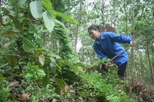 Nhờ phát triển kinh tế rừng, gia đình chị  Bùi Thị Thảo, xóm Chồm, xã Hợp Thanh (Lương Sơn) có thu nhập ổn định hàng chục triệu đồng/năm.